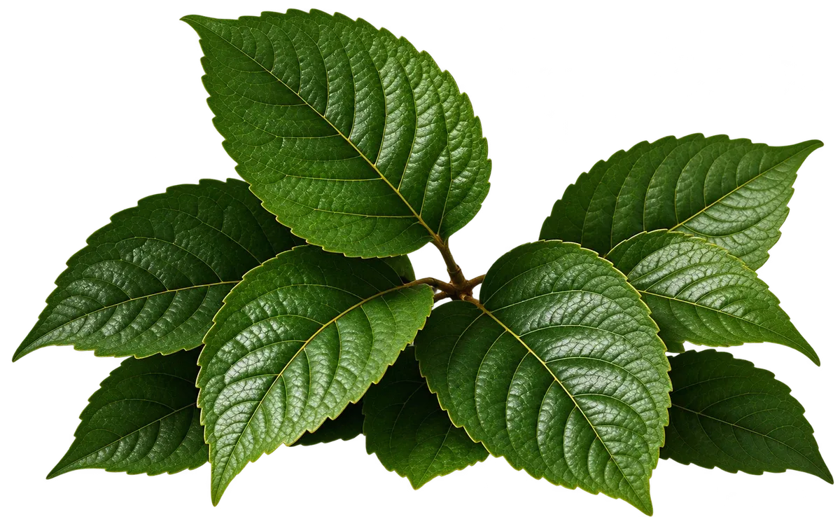 Daun Paliasa segar